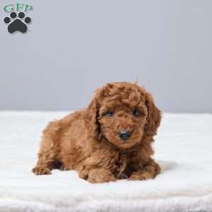 Cierra, Miniature Poodle Puppy